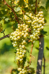 Ripe white grape cluster