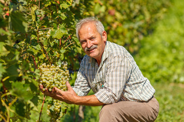 Proud viticulturist showing grape cluster