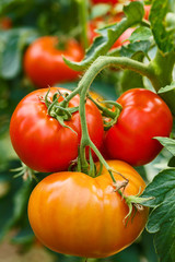 Ripe tomato cluster in greenhouse