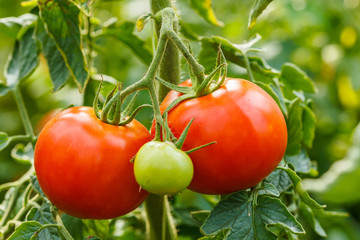 Ripe tomato cluster in greenhouse