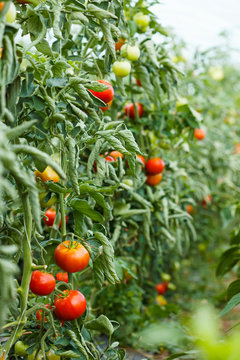 Tomato plants growing in greenhouse