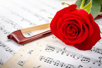 Close view of violin bow and red rose