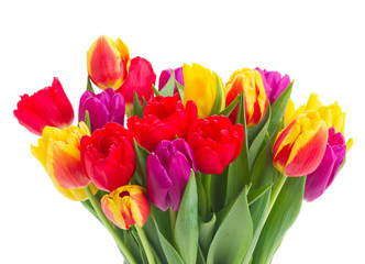 bouquet of  yellow, purple and red  tulips