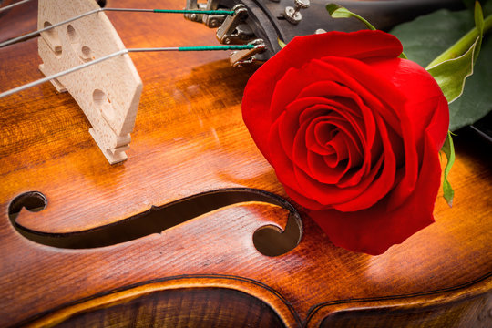 Red rose on violin