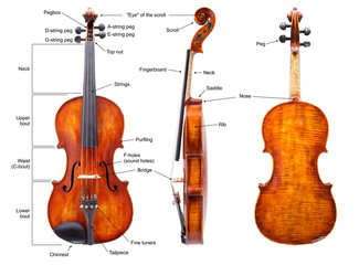 Anatomy of a violin (English)