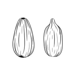 Hand drawn sunflower seeds sketches 