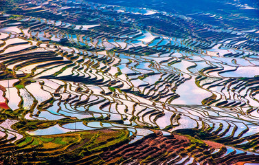 Flooded rice fields in South China