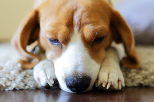 Beagle dog nose, sad beagle on the capet, selective focus