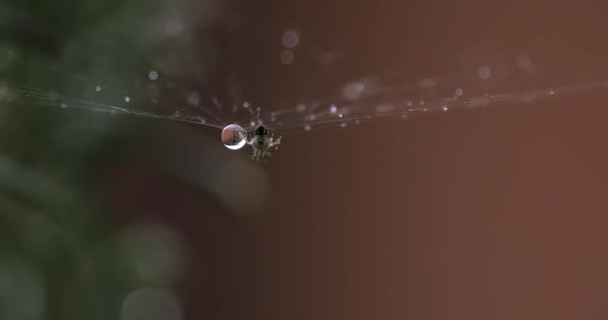 ragno e gocce d'acqua condividono ragnatela seconda parte