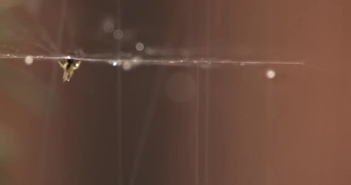 ragno gioca con gocce d'acqua sotto la pioggia seconda parte