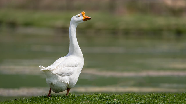 White swan goose standing on grassy pond bank