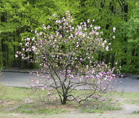 Arbre de magnolia en fleurs