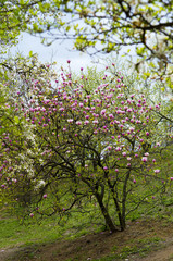 Fototapeta premium Blooming magnolia tree