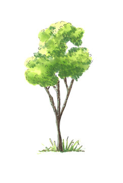 Water color tree illustration