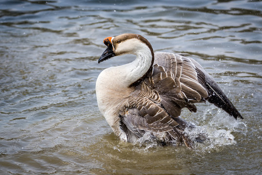 Brown swan goose in pond splashing