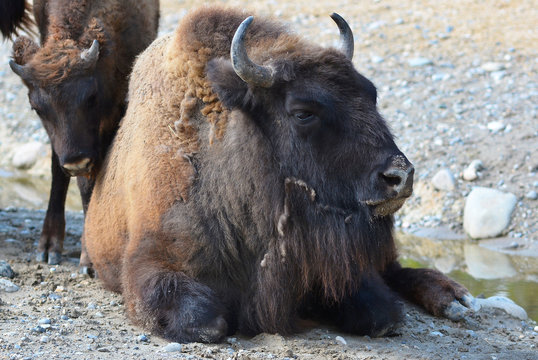 Wisent / Bison chillin on the Floor / Wildlife 