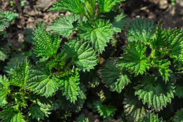 Young shoots of nettle