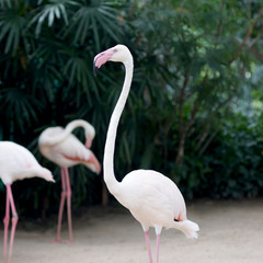 pink flamingo  in the zoo