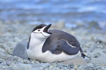 Crédence de cuisine en verre imprimé Pingouin Chinstrap penguin