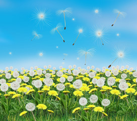 Spring flowers dandelions and blue sky. Digital Illustration, landscape. Spring Holiday background with yellow dandelion meadow.