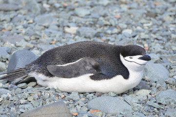 Chinstrap penguin © tonguy324