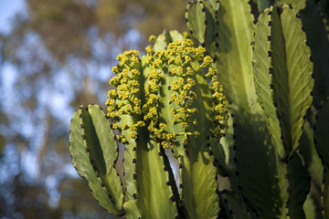 Canary Island Spurge (Euphorbia  canariensis), Tenerife, Canary Islands
