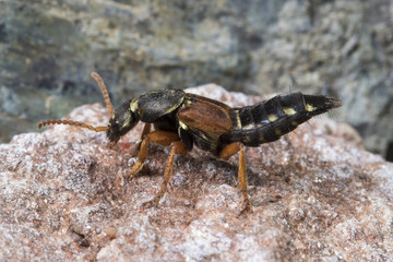 Rove beetle Staphylinus caesareus