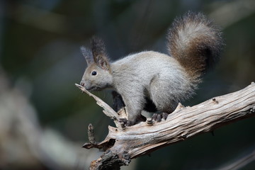 エゾリス,リス科リス属キタリス種の亜種