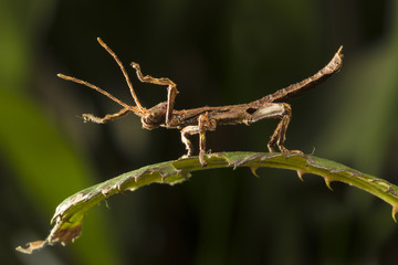 Malaysian Stick Insect, Heteropteryx dilatata