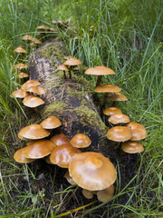 Stockschwämmchen (Kuehneromyces mutabilis) an liegendem Totholz in Fichten-Birkenwald bei Vikersund im Süden von Norwegen (Buskerud, Gemeinde Modum)
