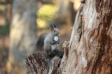 エゾリス,リス科リス属キタリス種の亜種