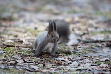 エゾリス,リス科リス属キタリス種の亜種