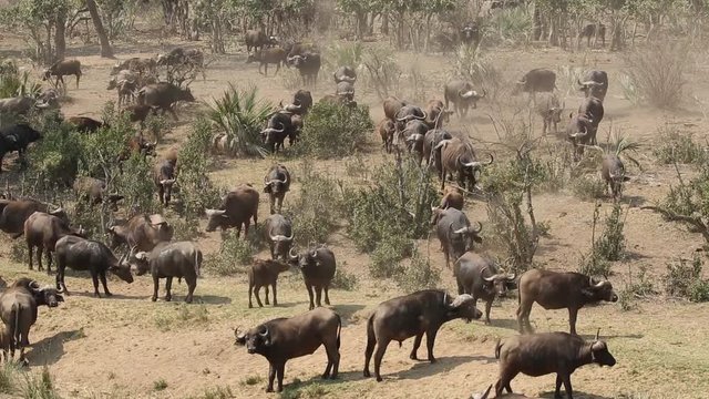 Herd of African buffaloes (Syncerus caffer) in natural habitat, Kruger National Park, South Africa
