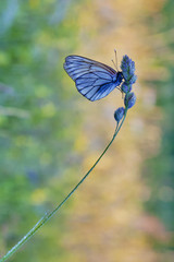 photo of butterfly on flowers. Selective focus