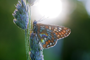 Fototapeta na wymiar photo of butterfly on flowers. Selective focus