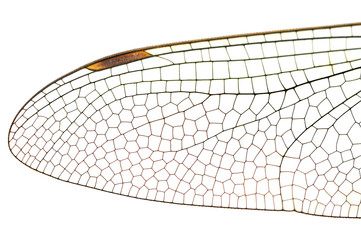 Wing dragonfly close up