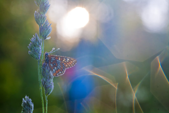 photo of butterfly on flowers. Selective focus