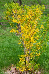Forsythia in bloom