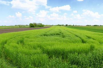 Naklejka premium Beautiful spring landscape: Green field of rye