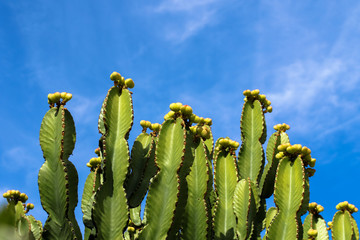 Kakteen im blauen Himmel