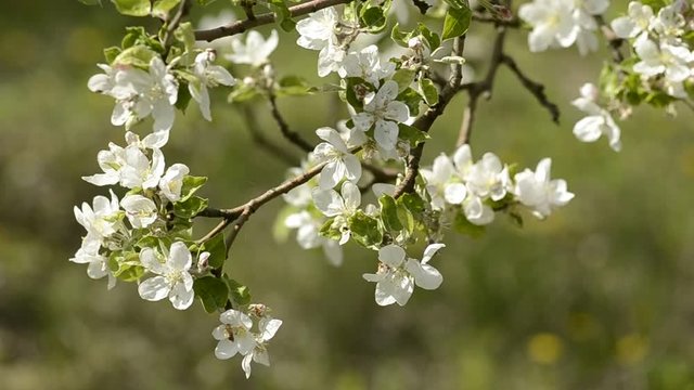 apple tree branch in spring hightlight