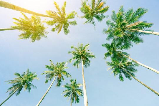 Perspective point of view of coconut palm trees background from the beach up to the sky