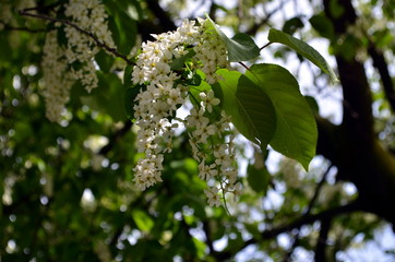 white lilac blossoms in spring time