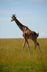 Giraffe entfernt sich