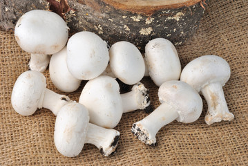 Funghi champignon