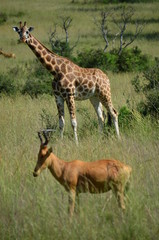 Giraffe und Antilope