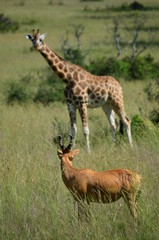 Naklejka na ściany i meble Giraffe und Antilope