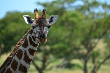 Giraffe im Portrait