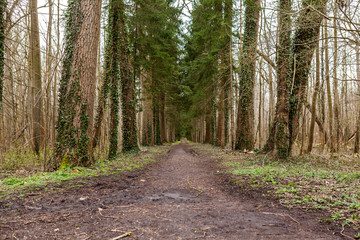 Fototapeta premium Path in the forest