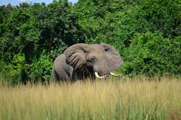 Elefant